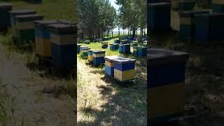 работа пчелы в солнечный день 