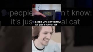 Real skinwalker cat  ️