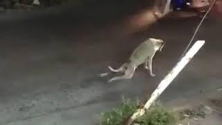Самая хитрая собака в мире