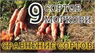 Лучшие сорта моркови Сравнение сортов моркови