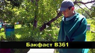 Обзор пчелосемьи Бакфаст b361