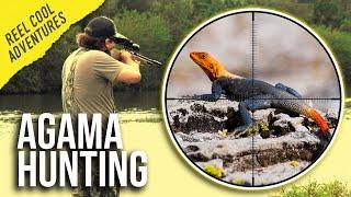 Airgun Hunting Red Headed AGAMA LIZARDS