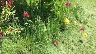 Ixia flowers in the wild garden and bees. Kyneton. 1st Nov 2021.