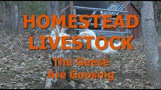 HOMESTEAD LIVESTOCK - The Geese Are Goosing Around