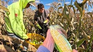 Harvesting Sweet Corn From Dead Plants