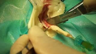 Urethrostomy of the male cats （surgery）