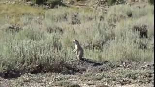 Prairie Dog vs 22-250