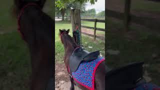 Spider-Man themed Mini Horse tack! #minihorsetack #miniaturehorse #minihorse #horse #diyhorse #cute