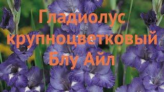 Гладиолус крупноцветковый Блу Айл (gladiolus)  обзор: как сажать, луковицы гладиолуса Блу Айл