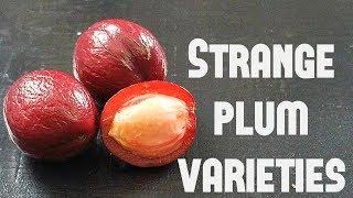 Weird Plums! Comparing two rare varieties (Mexican plum & Purple leaf plum) Weird Fruit Explorer 285