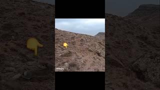 TAVŞAN KALKABİLİR DERKEN FIRLADI (ARKADAŞ İNANMADI) HARE HUNTİNG