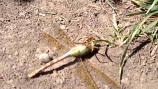 Dragonfly vs Wasp