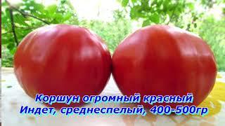 Семена от канала Садово-огородные будни
