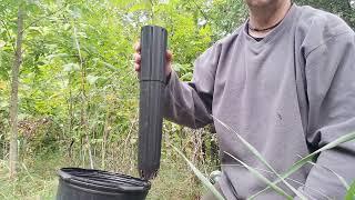 Planting Paw Paw saplings with tap root pots