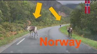 Norway - Fv 232 Road to Flakstadvåg | Reindeer on the Road | Scenic Drive | ASMR