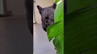 Tapir Snacks on Fresh Browse