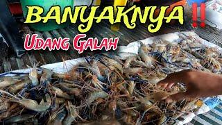 Spot Ini Banyak Udang Galah Sepit Biru‼️