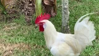 Papa Snowflake Chicken and his angelic chick