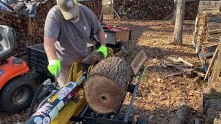 Splitting black walnut . #firewood