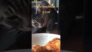 The temptation is real #viral #shorts #funny #cats