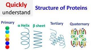 Protein structure | Primary | Secondary | Tertiary | Quaternary