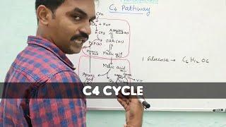 C4 cycle | Hatch and Slack pathway | Plant physiology | Tamil