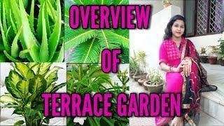 Overview of terrace garden  (part-1) | Lipsha world