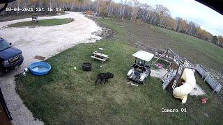 Dog Crashes Golf Cart into His Owner's Truck || ViralHog