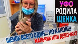 Собака родила всего одного щенка. Мальчик или Девочка? Первый день жизни щенка Американский Булли