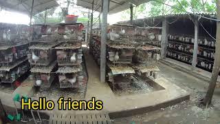 what is the pigeon model/industrial pigeon farming in Vietnam?