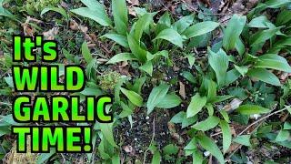 Foraging and Eating Ramsons (Wild Garlic) SAFELY