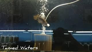 Jardini arowana at Tamed Waters