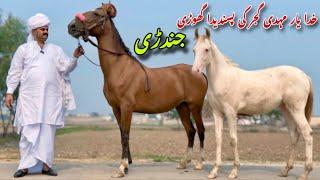 Most Favourite Mare of Khudayar Mehdi Gujjar