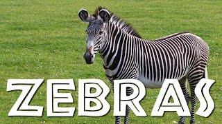 Zebras for Kids: Learn all About Zebras - FreeSchool