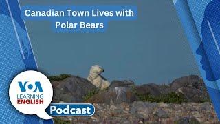 Polar bears in town, Walking benefits, Thanksgiving grammar, Hopes & Wishes