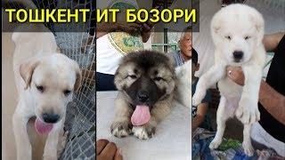 ТОШКЕНТ  ИТ БОЗОРИ  | Ташкентский собачий рынок