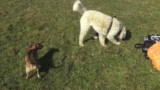 Pippa the dog running around