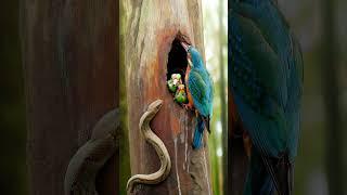 Kingfisher Birds vs Snake. #birds #snake  #kingfisher #cute