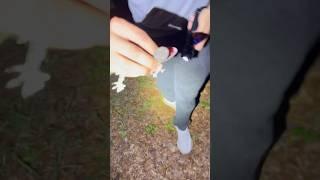 Catching Tokay Gekos In Florida #tokaygecko #everglades #lizard #catching #animals #florida