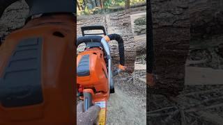 Trimming the flare. #mitchzenobitrees #shorts #lumberjack #logging #chainsaw #husqvarna #572xp