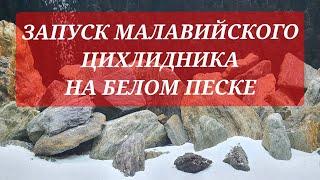 Запуск малавийского цихлидника на белом песке. Второй аквариум. Часть 9.