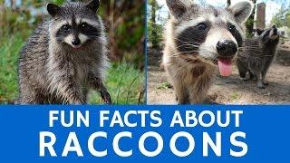 Interesting Facts about Raccoons – Cute Animal Video for School Learning