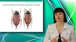 Майский жук. Отряд жесткокрылые. Класс насекомые. Уроки Биологии Онлайн