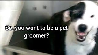 What REALLY goes on at the pet groomers