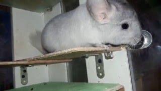 Как Предотвратить Проблемы с Зубами у Шиншилл, Крючки,-How to Prevent dental Problems in Chinchillas