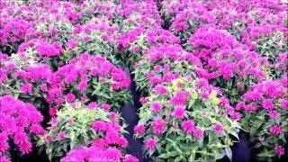 Best Perennials - Monarda 'Grape Gumball' (Bee Balm)