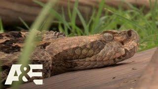 Billy the Exterminator: Mad Rattler | A&E