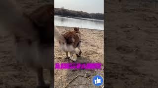 Alaskan Malamute. When they were allowed to get into the water #AlaskanMalamute #Dog