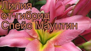 Лилия от-гибрид Спейс Маунтин (lilium)  обзор: как сажать, луковицы лилии Спейс Маунтин