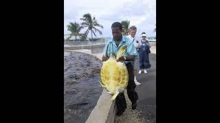 Grand Cayman Island Turtle Farm